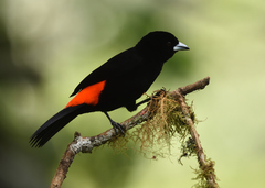 Ramphocelus flammigerus