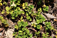 Viola cleistogamoides