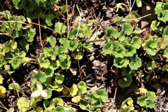 Viola cleistogamoides
