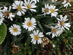 Celmisia major brevis