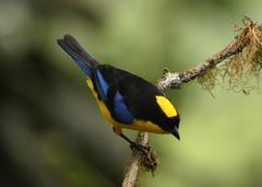 Anisognathus somptuosus