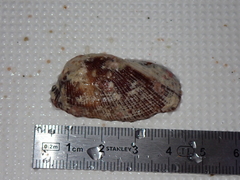 Arcoidea