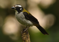 Saltator atripennis