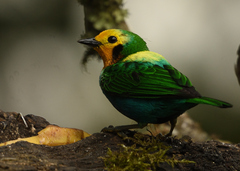 Chlorochrysa nitidissima