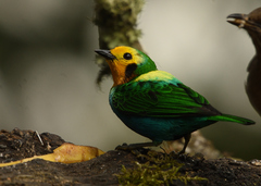 Chlorochrysa nitidissima