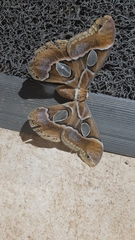 Rothschildia arethusa