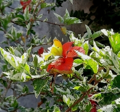 Phoebis philea