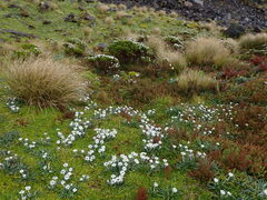 Celmisia major brevis