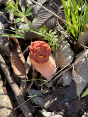 Simblum sphaerocephalum