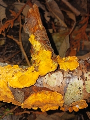 Hypomyces aurantius