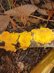 Hypomyces aurantius