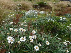 Celmisia major brevis