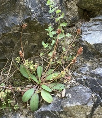 Plantago raoulii
