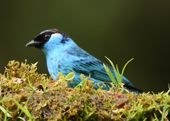 Chalcothraupis ruficervix