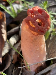 Simblum sphaerocephalum