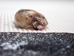 Arcoidea