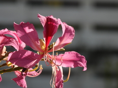 Bauhinia variegata
