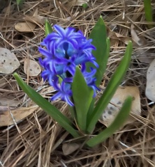 Hyacinthus orientalis
