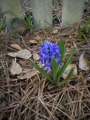 Hyacinthus orientalis