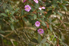 Andesanthus