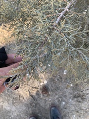 Juniperus grandis