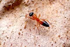Opisthopsis rufithorax