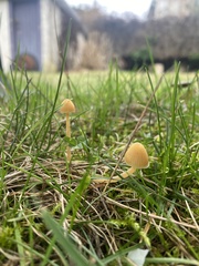 Galerina semilanceata