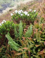 Polystichum cystostegium