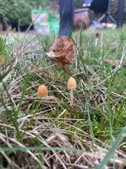 Galerina semilanceata