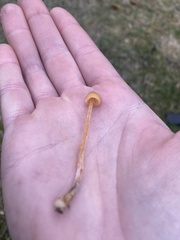 Galerina semilanceata