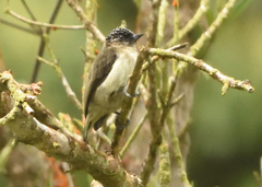 Picumnus granadensis