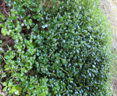 Peperomia urvilleana