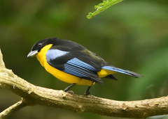 Anisognathus somptuosus