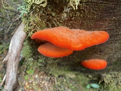 Aurantiporus pulcherrimus