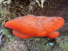 Aurantiporus pulcherrimus