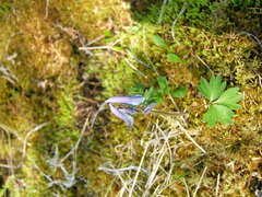 Corydalis arctica