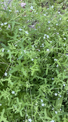 Pholistoma membranaceum