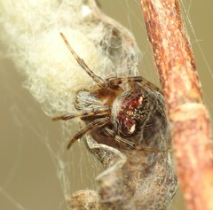 Araneus albotriangulus
