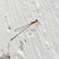 Leptobasis vacillans