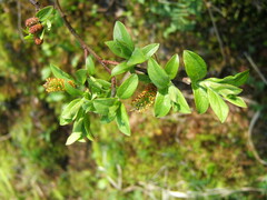 Salix hastata