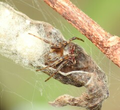Araneus albotriangulus