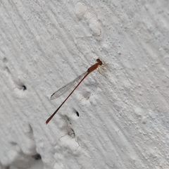 Leptobasis vacillans