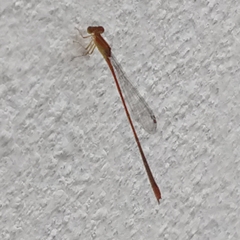 Leptobasis vacillans