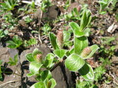 Salix glauca