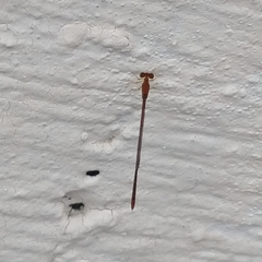 Leptobasis vacillans