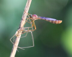Leptogaster