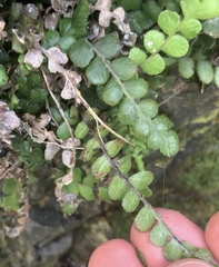 Blechnum blechnoides