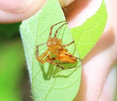 Araneus iviei