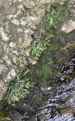 Blechnum blechnoides