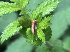 Idiodonus kennicotti